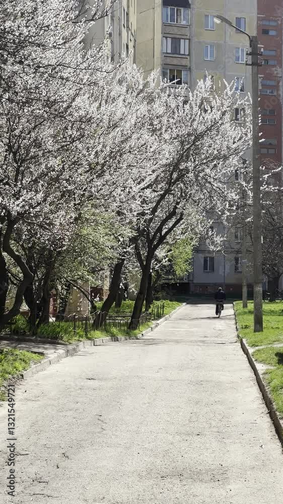 Spring urban street with blooming trees and a cyclist Spring urban street with blooming trees and a cyclist