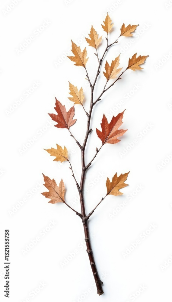Fototapeta premium Dried and isolated birch branch against white, twigs, white