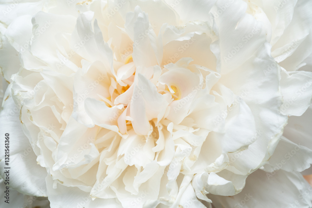 beautiful white needle peony blooming flower as background at sunny day. close up.