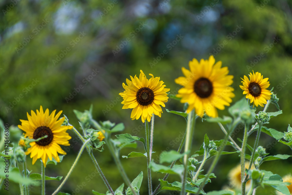 夏の陽射しを浴びるヒマワリの花