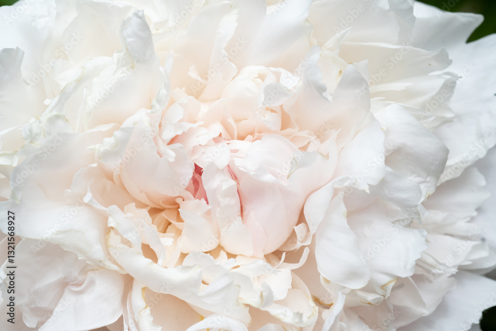 beautiful soft pink peony blooming flower as background at sunny day. close up.