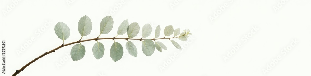 Naklejka premium Single branch with delicate leaves on white background, natural elements, abstract shapes, branches