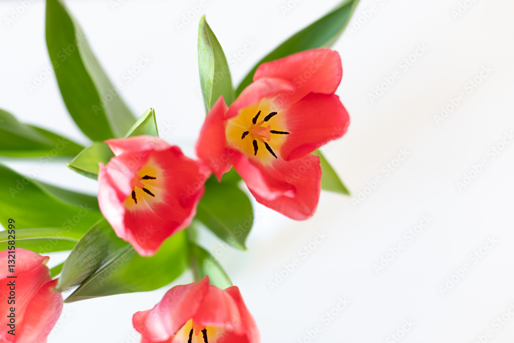 Spring bouquet of pink tulip flowers on white background. Close up Spring bouquet of pink tulip flowers on white background. Close up