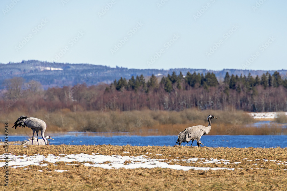 Fototapeta premium Cranes at spring on a meadow by a wetland