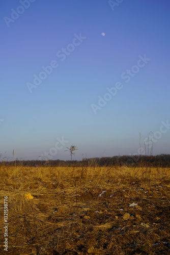 Blue sky with moon and yellow field in winter season.