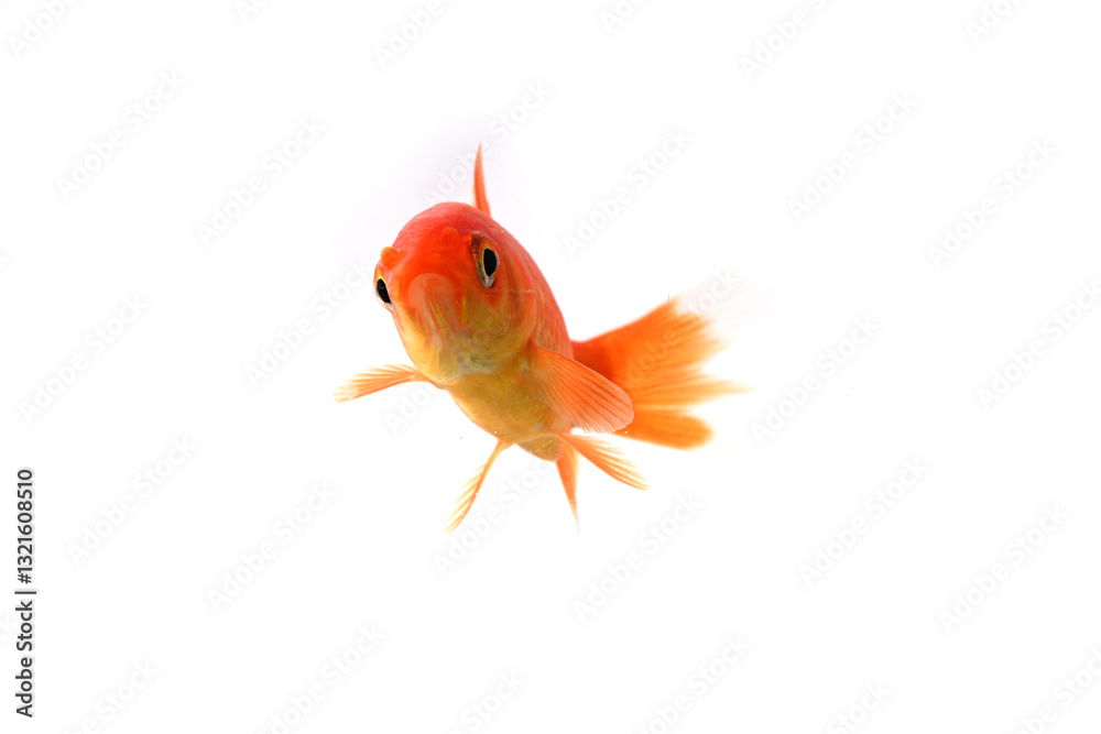 Fototapeta premium goldfish swimming in profile on white background