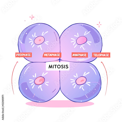 Vector mitosis diagram illustrating cell division stages, including prophase, metaphase, anaphase, and telophase, in a minimalistic and educational style.