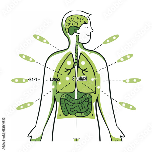 Vector human anatomy illustration showing internal organs, including the heart, lungs, and stomach, in a minimalistic and educational style.