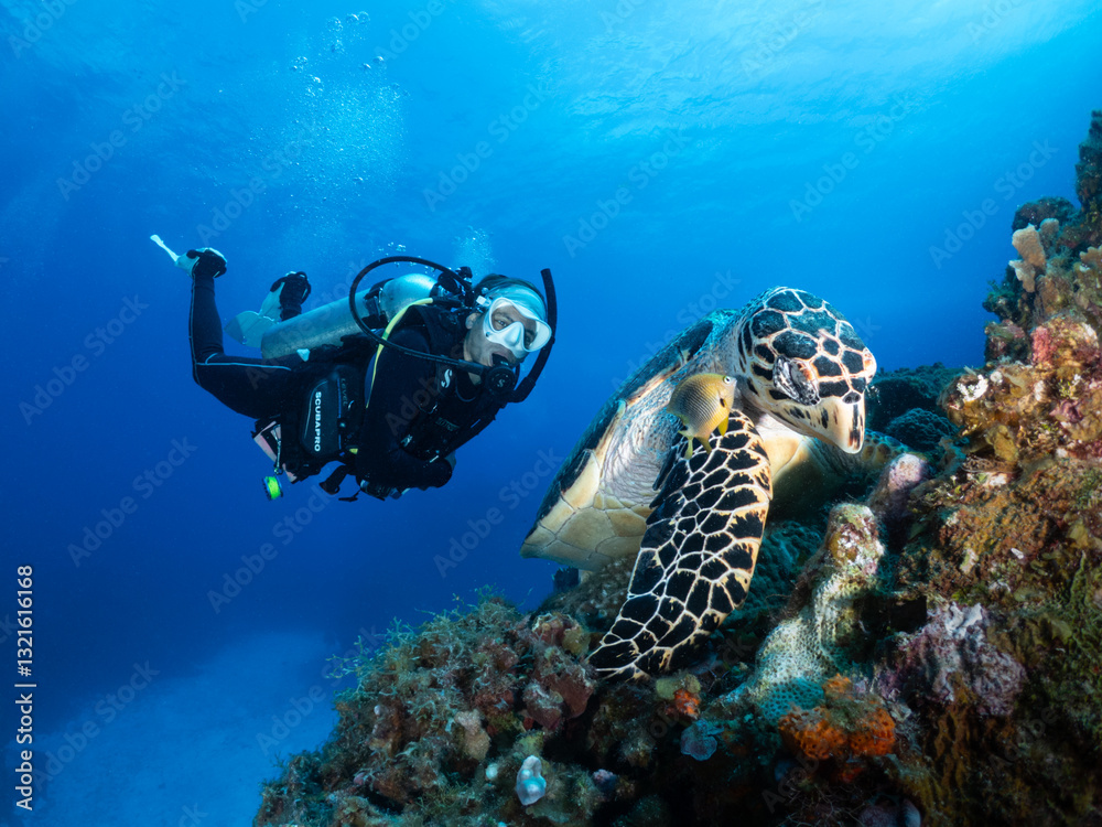 Fototapeta premium Scuba Diver posing behind a Sea Turtle
