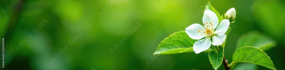 delicate almond blossoms on lush green foliage, nature, growth delicate almond blossoms on lush green foliage, nature, growth