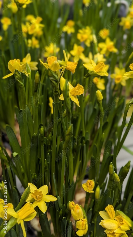 Fototapeta premium Narcissus. Photo of spring flowers in the market
