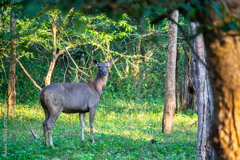 Fototapeta premium Into the Wild