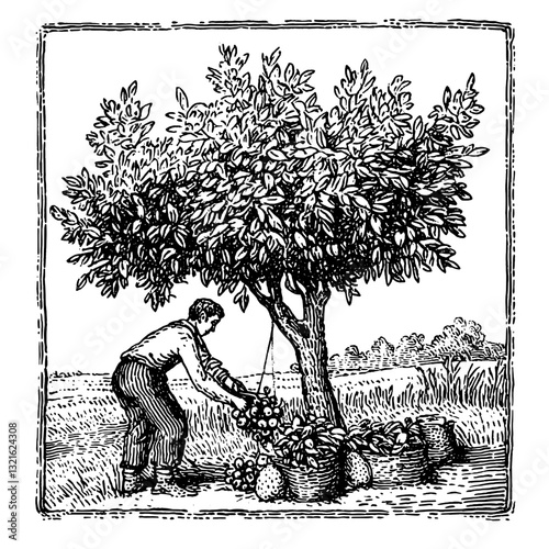 Engraved illustration of a man harvesting fruit from a tree in a lush landscape, showcasing traditional agricultural methods