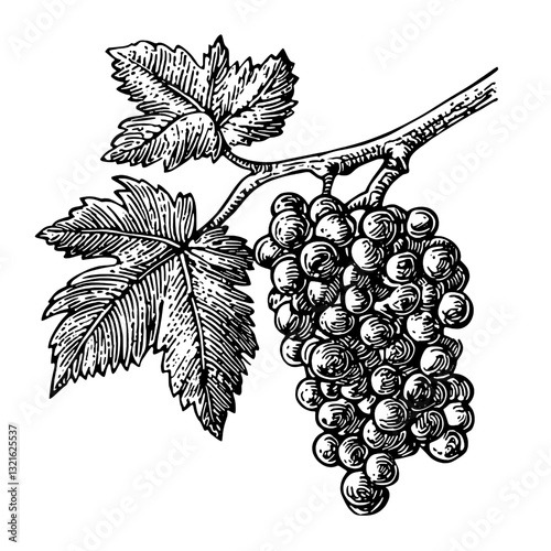 Engraved vector illustration of grapevine ready for use in tattoo design and packaging art