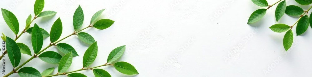 Greenery branches isolated on white stone background, greenery, stone, white Greenery branches isolated on white stone background, greenery, stone, white