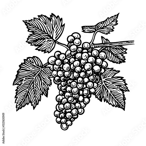 Engraved vector illustration of a grapevine featuring lush clusters of grapes and intricate leaves perfect for tattoo designs and packaging