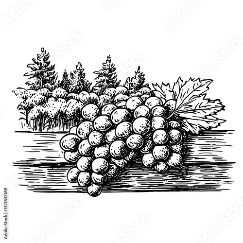 Elegant engraving of lush grape bunches resting on a wooden surface with a serene forest backdrop for artistic expression