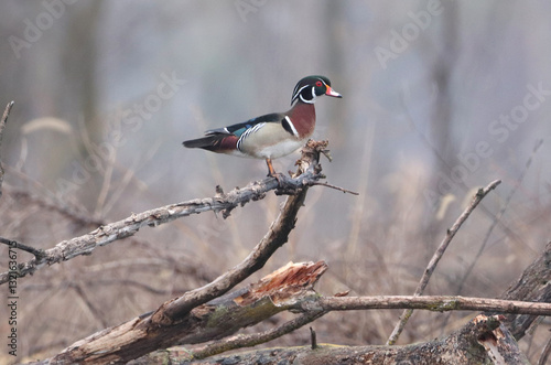 Photography Wood Duck