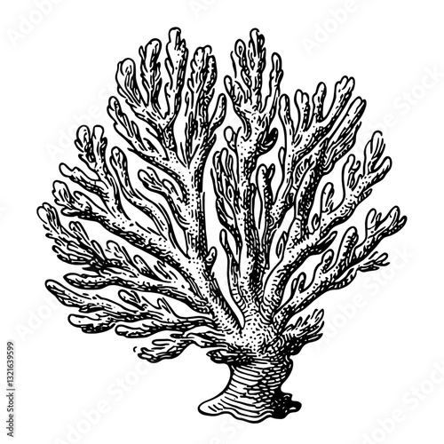 Intricate engraving of coral in a vector format for tattoo and packaging designs showcasing detailed underwater beauty
