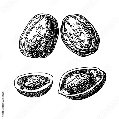 Engraved vector illustration of nuts showcasing their outer shells and inner seeds, perfect for tattoo or packaging design inspiration