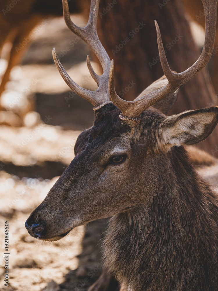 Fototapeta premium beautiful deer portrait