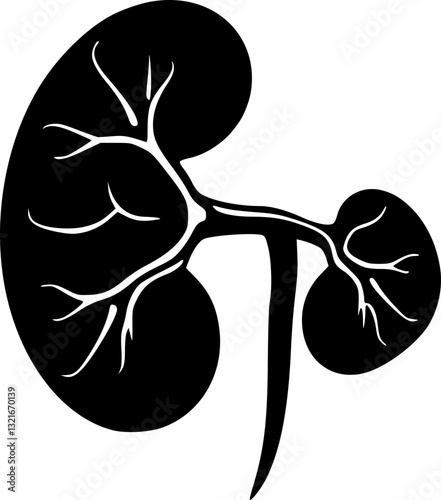 Detailed monochrome anatomical kidney illustration for medical education and scientific visuals