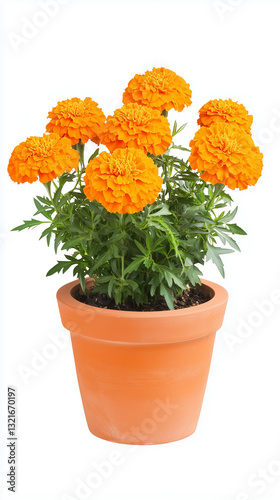 Vibrant Orange Marigold in Clay Pot with Densely Packed Blooms Creating Bold, Cheerful Visual Isolated on White Background - No Shadows or Reflections, Generated AI
