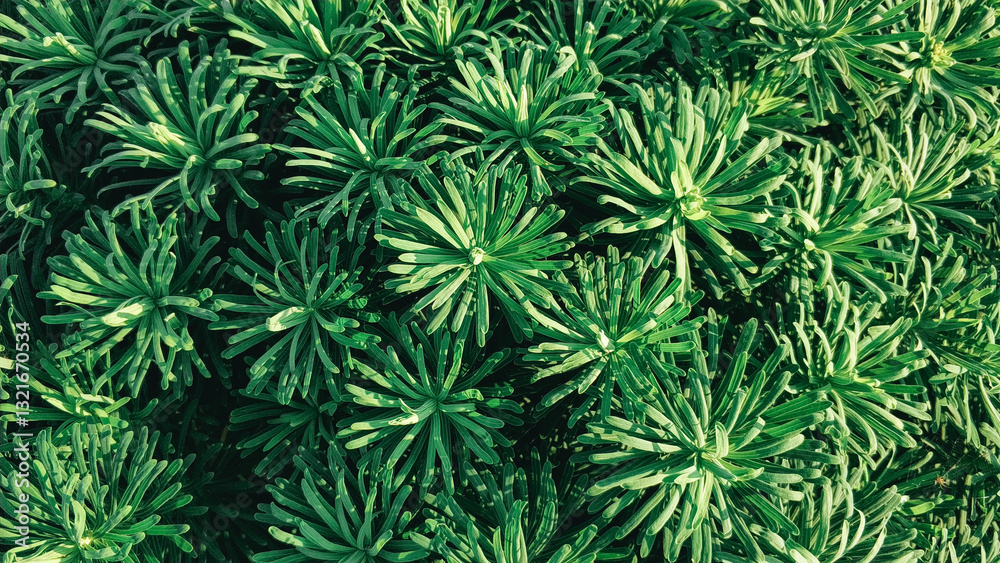 Vibrant green plant with star-shaped leaves covers the ground, showcasing its healthy growth under bright natural sunlight in a garden setting. Vibrant green plant with star-shaped leaves covers the ground, showcasing its healthy growth under bright natural sunlight in a garden setting.