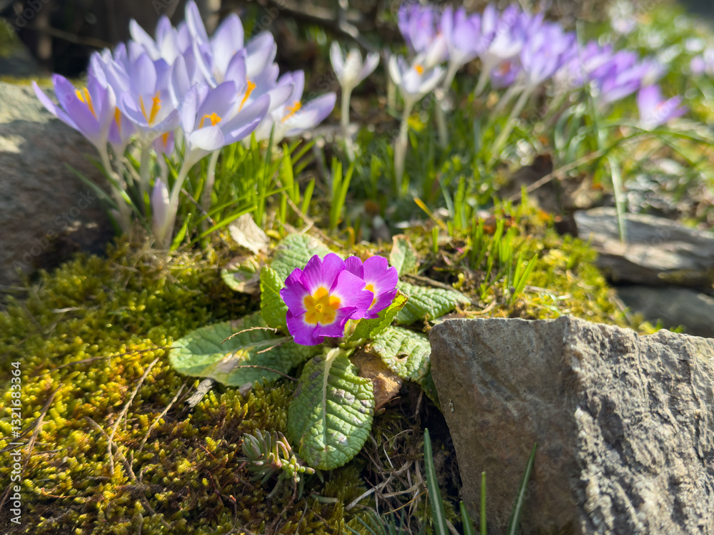 spring flowers in the stone garden