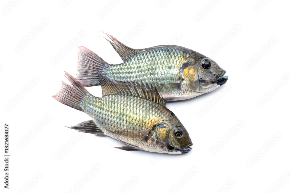 Two Blackchin tilapia - Sarotherodon melanotheron isolated on white background. fish invasive alien species in natural biodiversity is environmental problem in some countries. Two Blackchin tilapia - Sarotherodon melanotheron isolated on white background. fish invasive alien species in natural biodiversity is environmental problem in some countries.