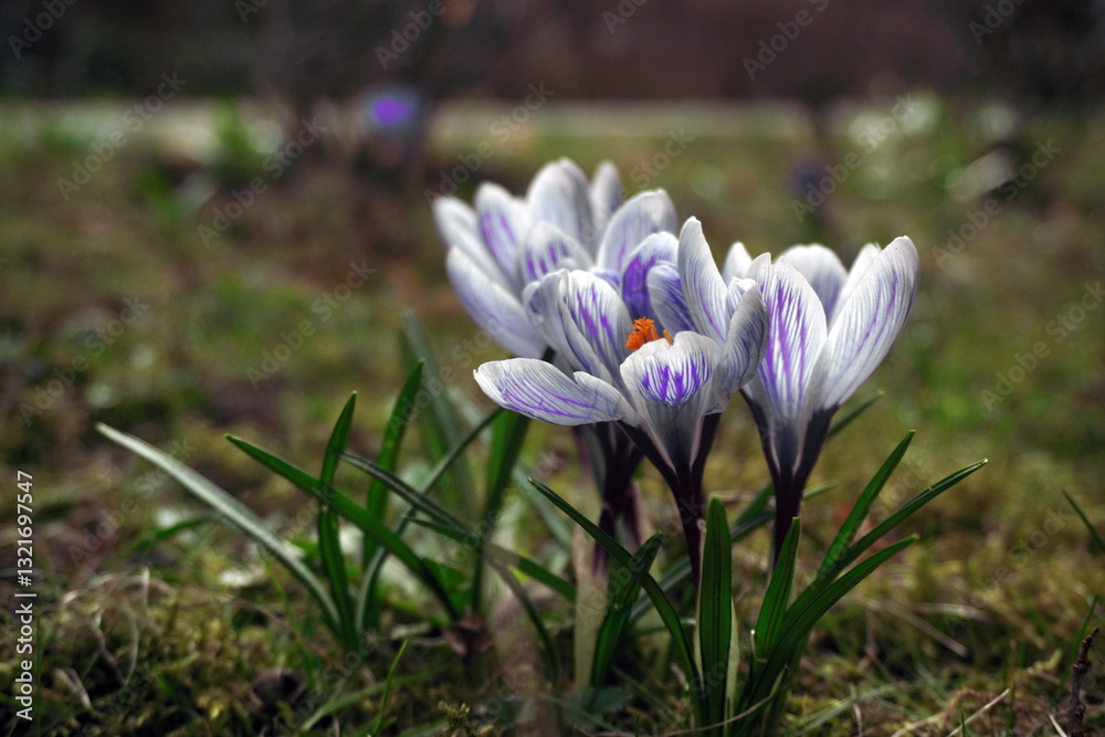 delicate purple crocuses in a clearing on a sunny spring day. first flowers after winter and the change of seasons delicate purple crocuses in a clearing on a sunny spring day. first flowers after winter and the change of seasons