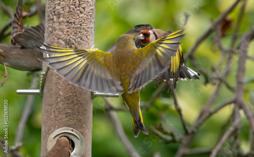 Greenfinch (Cloris chloris) and Goldfinch (Carduelis carduelis) fighting over a seed feeder in an English garden 