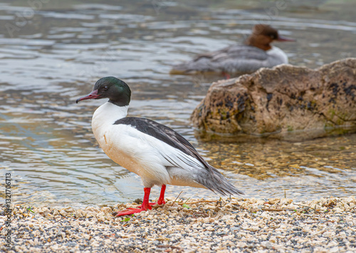 Male and female Goosander (Mergus merganser) on Lake Annecy, France