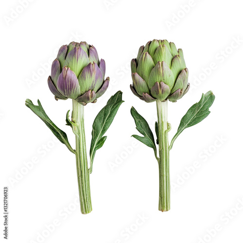 Obraz na płótnie Fresh Artichokes on White Background with Green Leaves Display w salonie