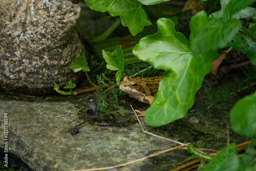 Adult common frog (Rana temporaria) hiding beside an artificial garden pond, Gloucestershire, England