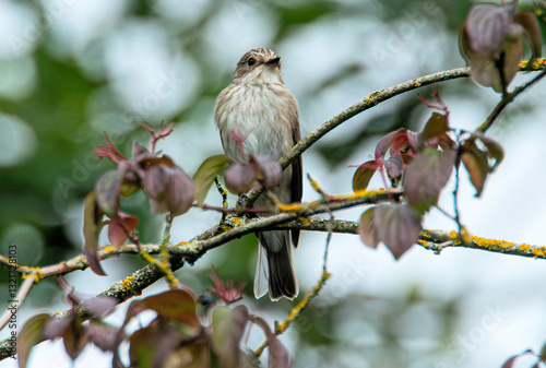 Spotted flycatcher (Muscicapa striata) in an English wood, summer
