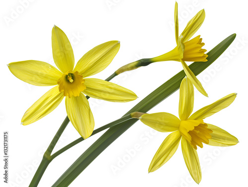 Radiant Bright Daffodils in Vibrant Full Bloom, Celebrating Natures Colorful Beauty