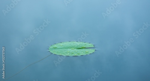 Lily Pad Floating on Water Surface with Rain Drops Top View