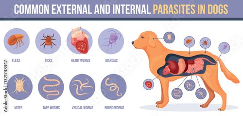 Dog parasites. Puppy pet intestinal external parasite disease, skin ticks flea in animal fur parasitic infection worms or bugs heartworm hookworm, medicine neat vector illustration