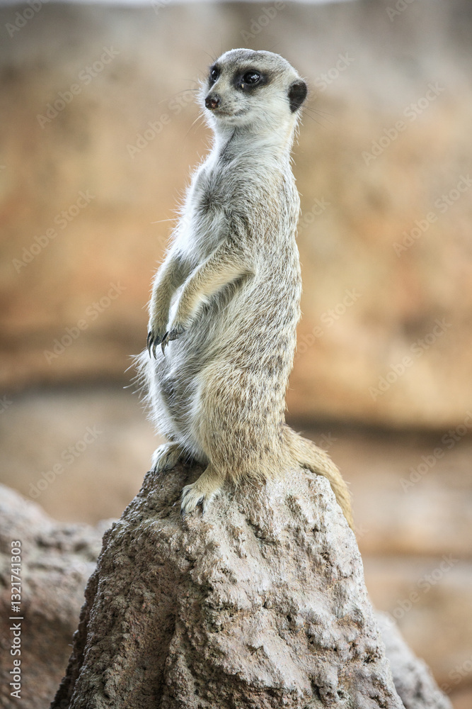 Fototapeta premium Alert Meerkat Standing on a Rock