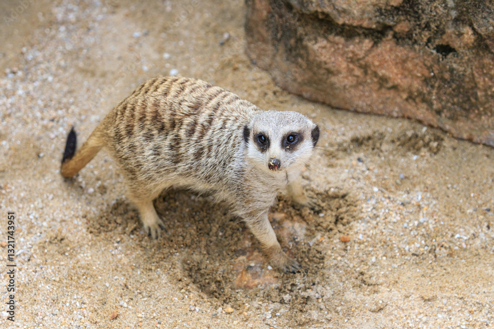 Obraz premium Curious Meerkat Digging in the Sand