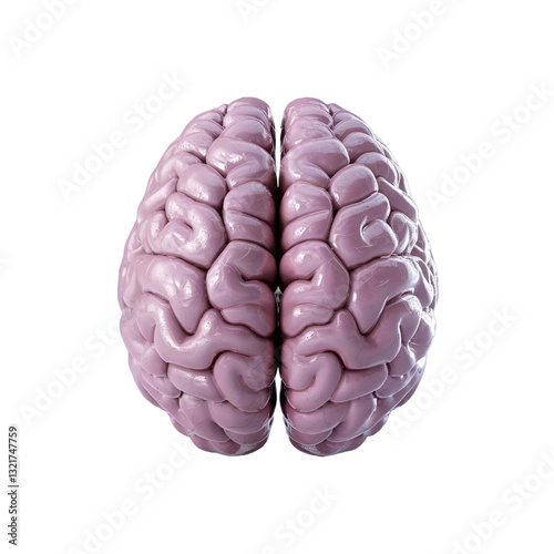 brain frontal 3d png image