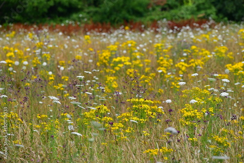 Wild flowers in a summer meadow, Gloucestershire, England  photo