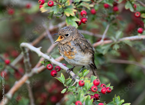 Young robin (Erithacus rubecula) calling for food, summer