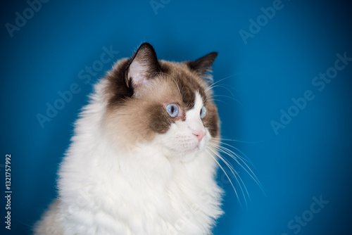 Beautiful Ragdoll cat with blue eyes