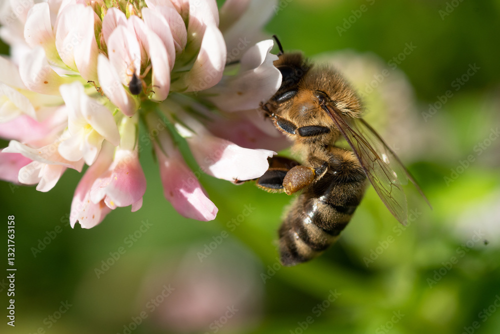 extreme macro shot of working bee at pink clover. sunny day