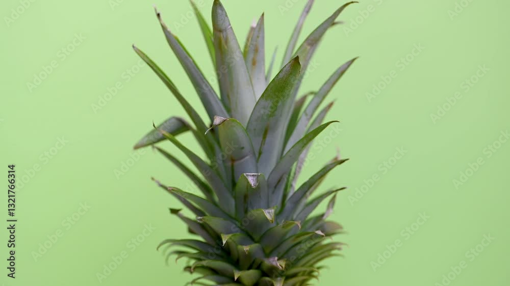 pineapple fruit pineapple fruit
