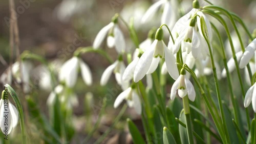 The first white spring snowdrops. high quality video. Snowdrop or common snowdrop (Galanthus nivalis) flowers.Snowdrops after the snow has melted. In the garden in spring snowdrops bloom.