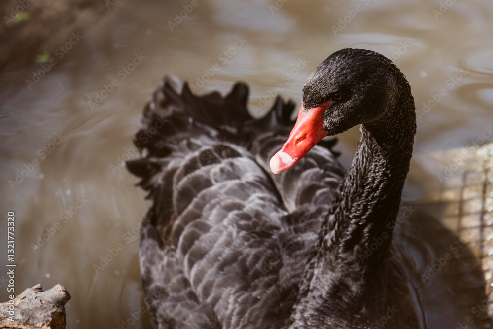 Fototapeta premium Black swan swimming in a pond