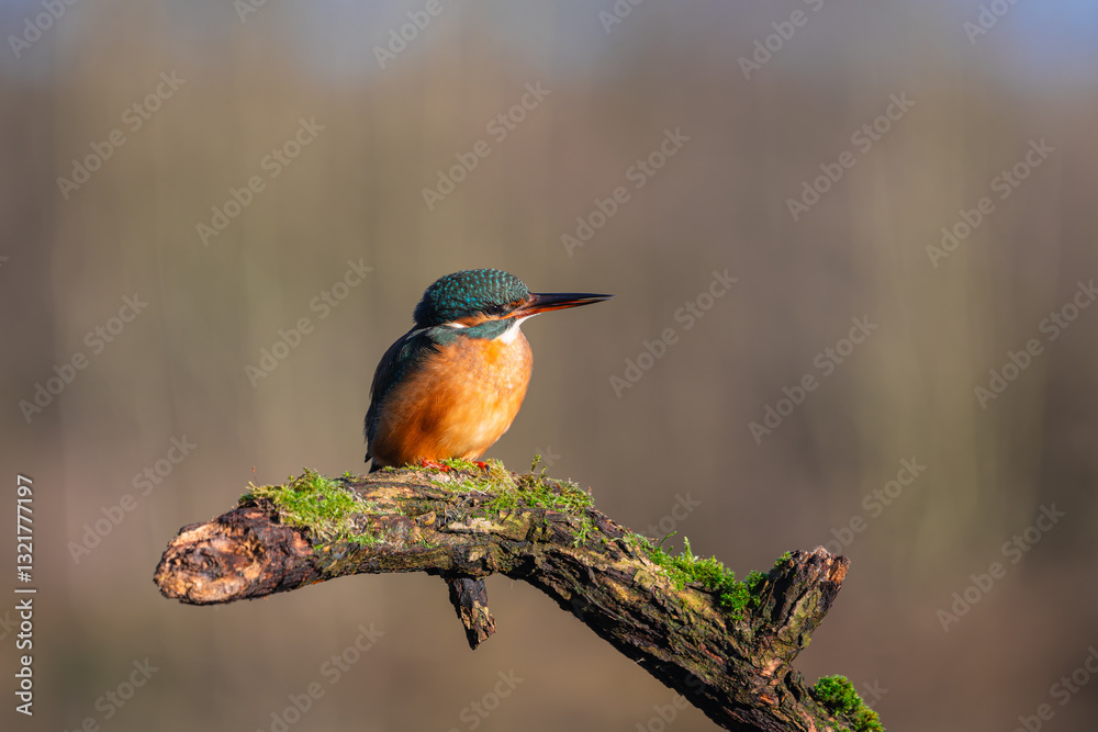 Fototapeta premium Female Kingfisher, Alcedo athis, perched on a branch